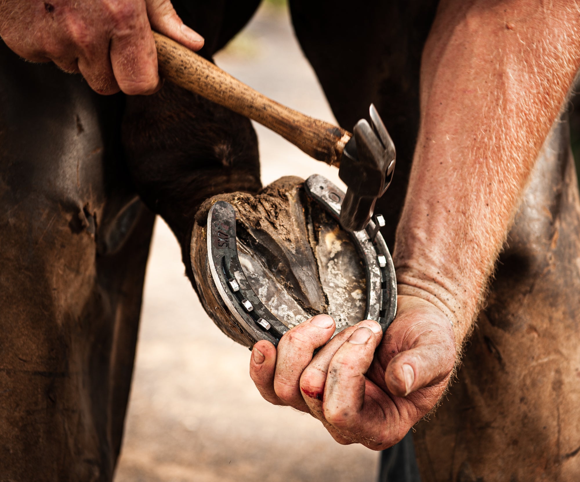SPONSOR A HOOF TRIM image 0