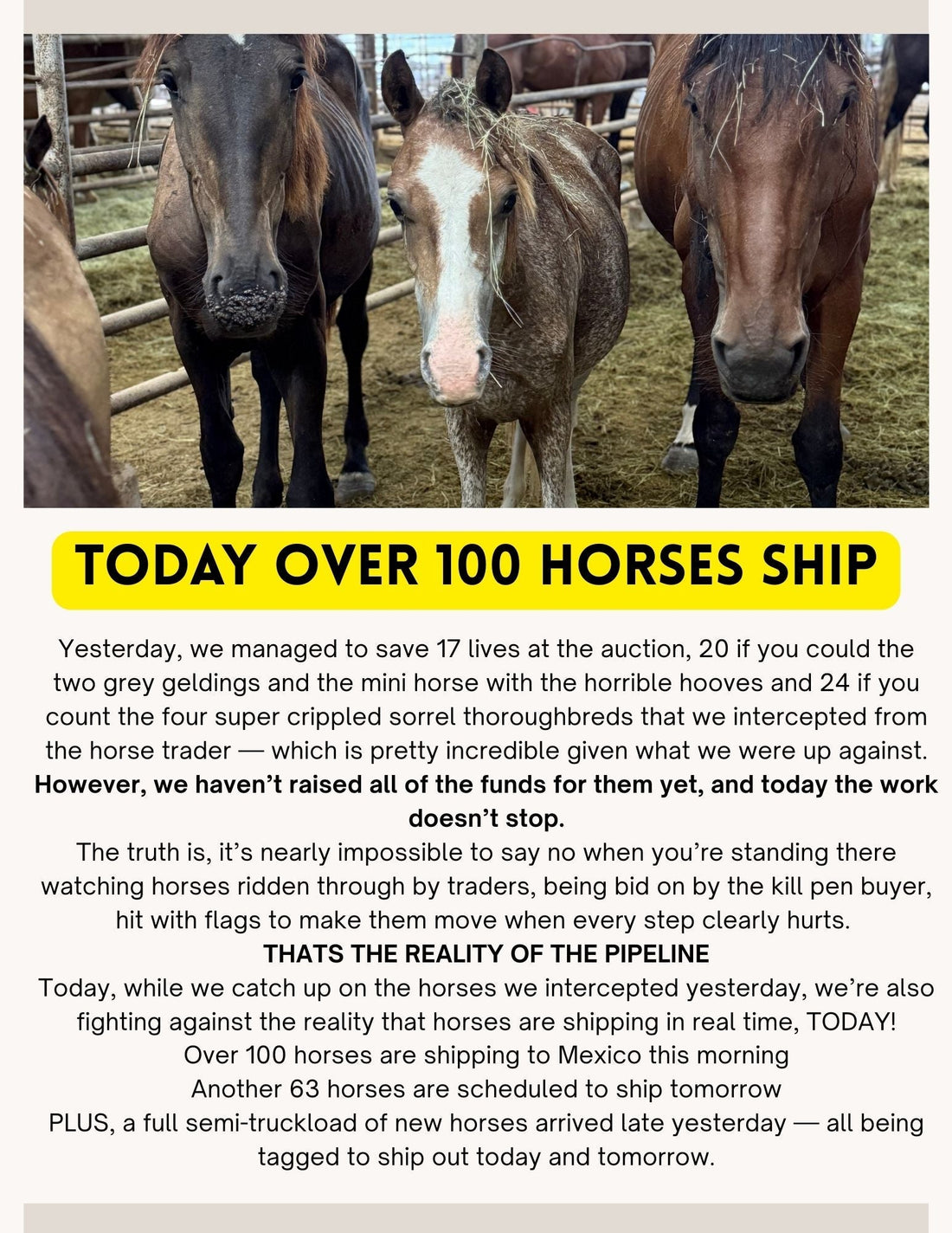 MONDAY: Over 100 horses shipping TODAY..