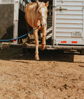SPONSOR THE SAVE OF A HORSE image 0