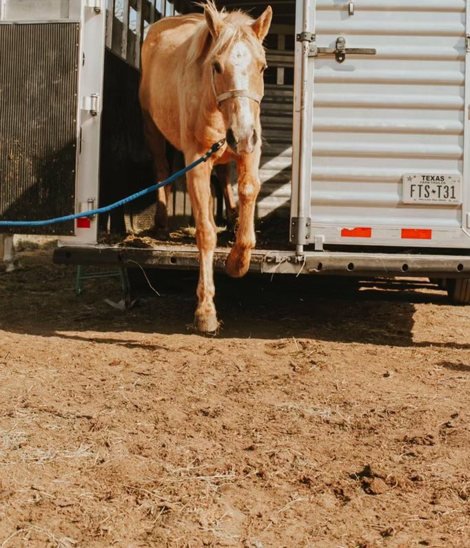 SPONSOR THE SAVE OF A HORSE image 0