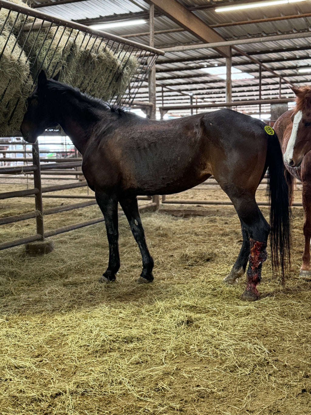 The Lucky Horseshoe Hat — April Drop