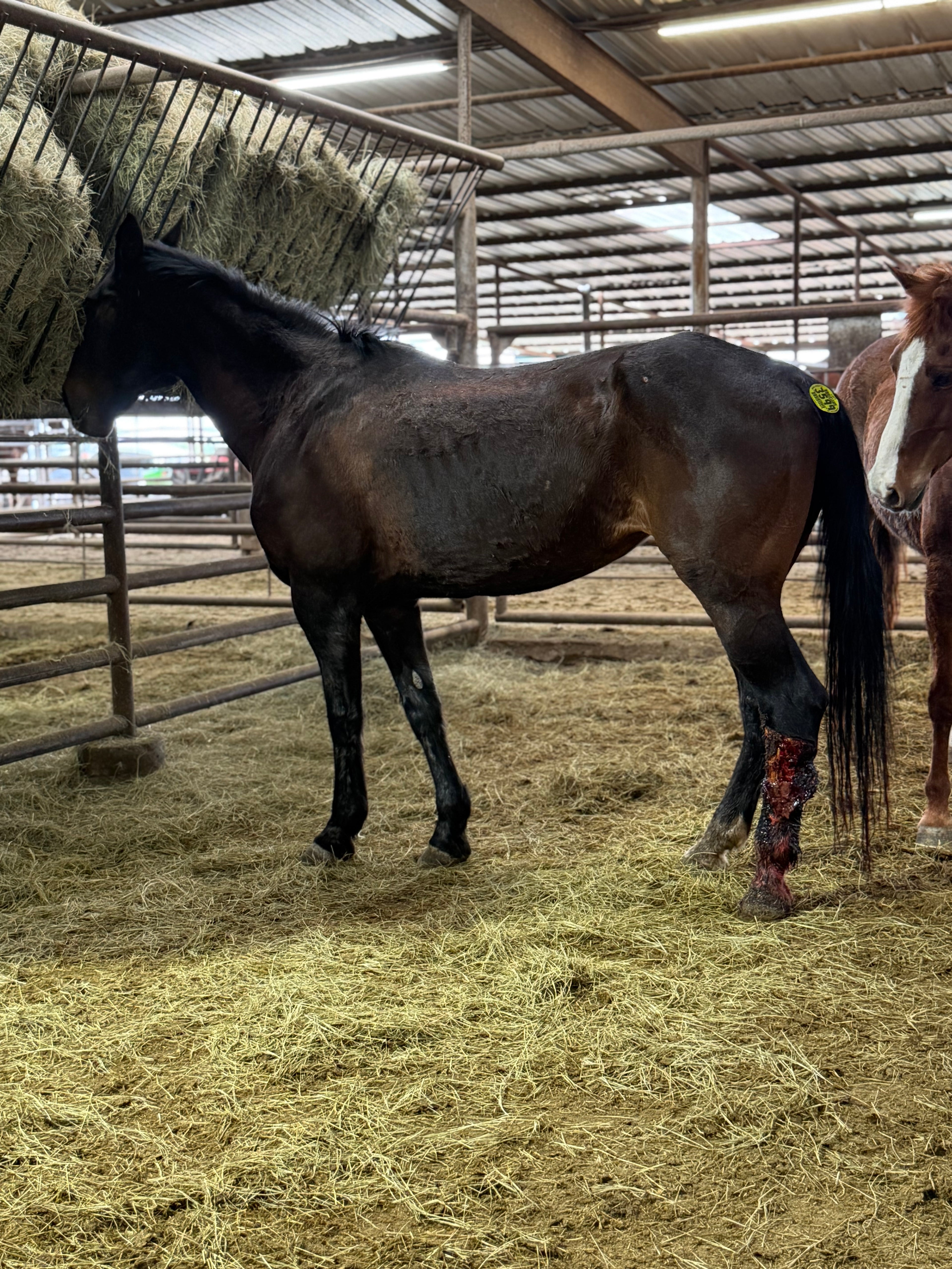 The Lucky Horseshoe Hat — April Drop