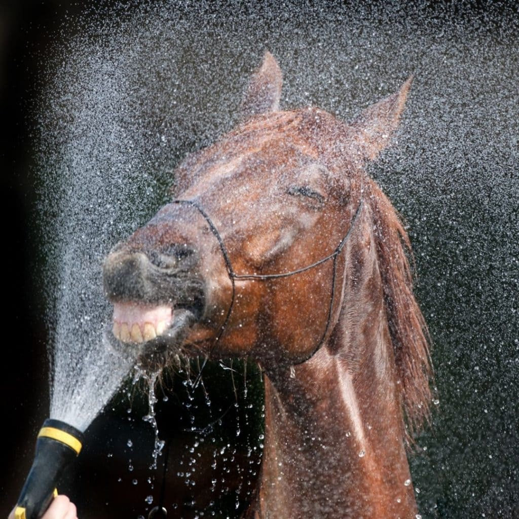 SPONSOR A BATH image 0