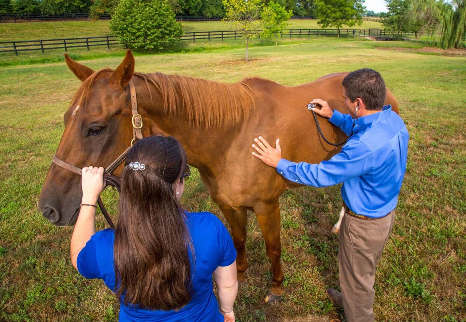 SPONSOR A VET EXAM  image 0