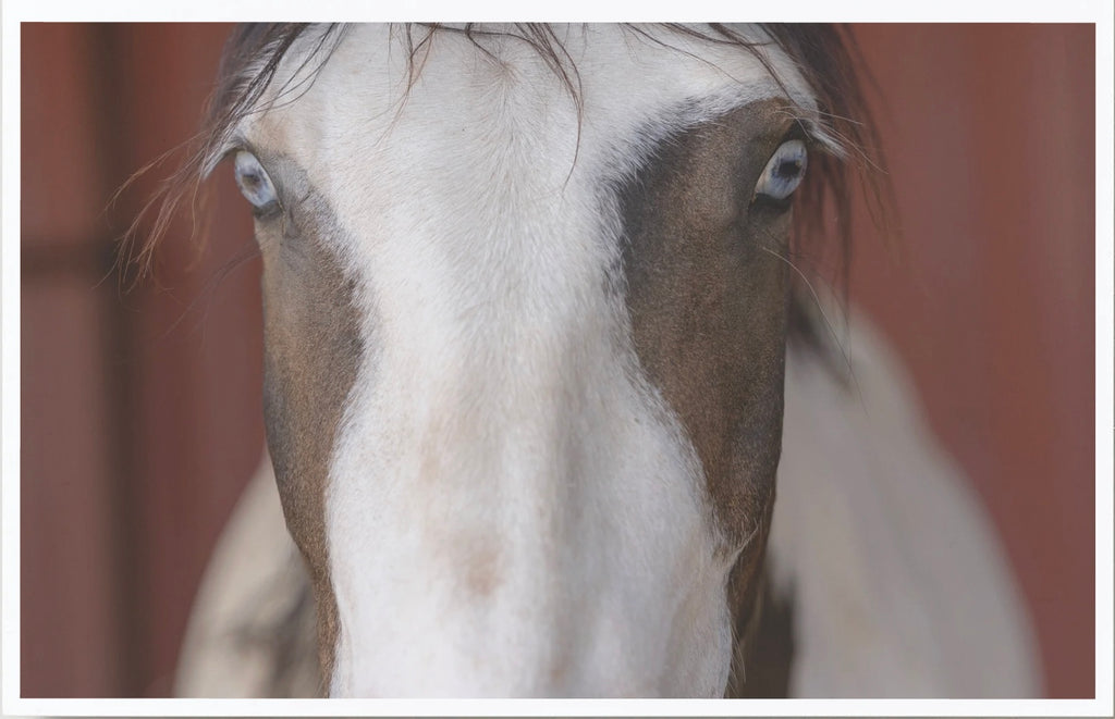 ASIAB ‘ Eye See You’ | Set of 5 Blank Cards