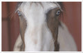ASIAB ‘ Eye See You’ | Set of 5 Blank Cards