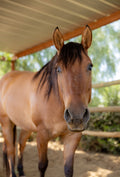 Lola : part of the blind herd