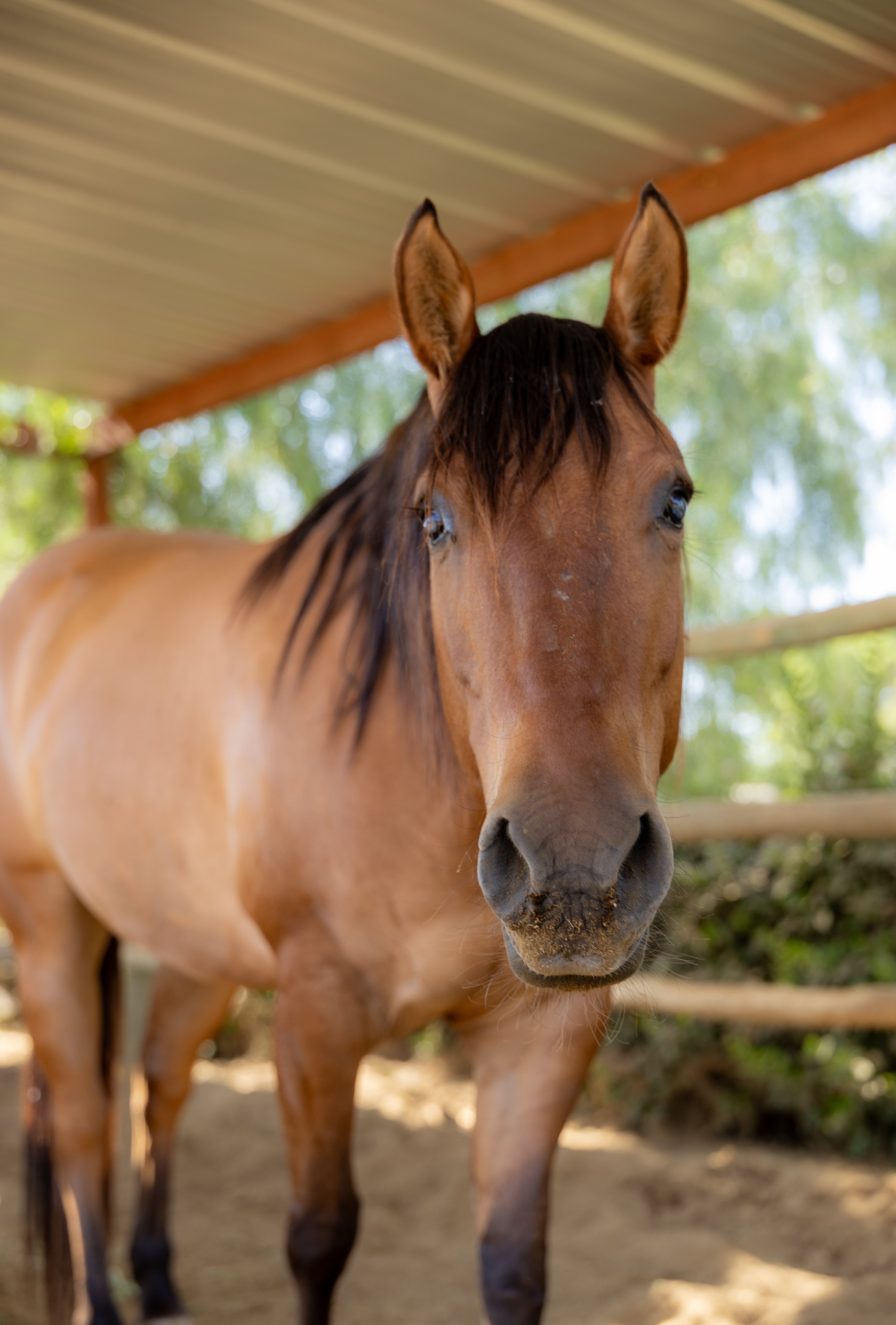 Lola : part of the blind herd