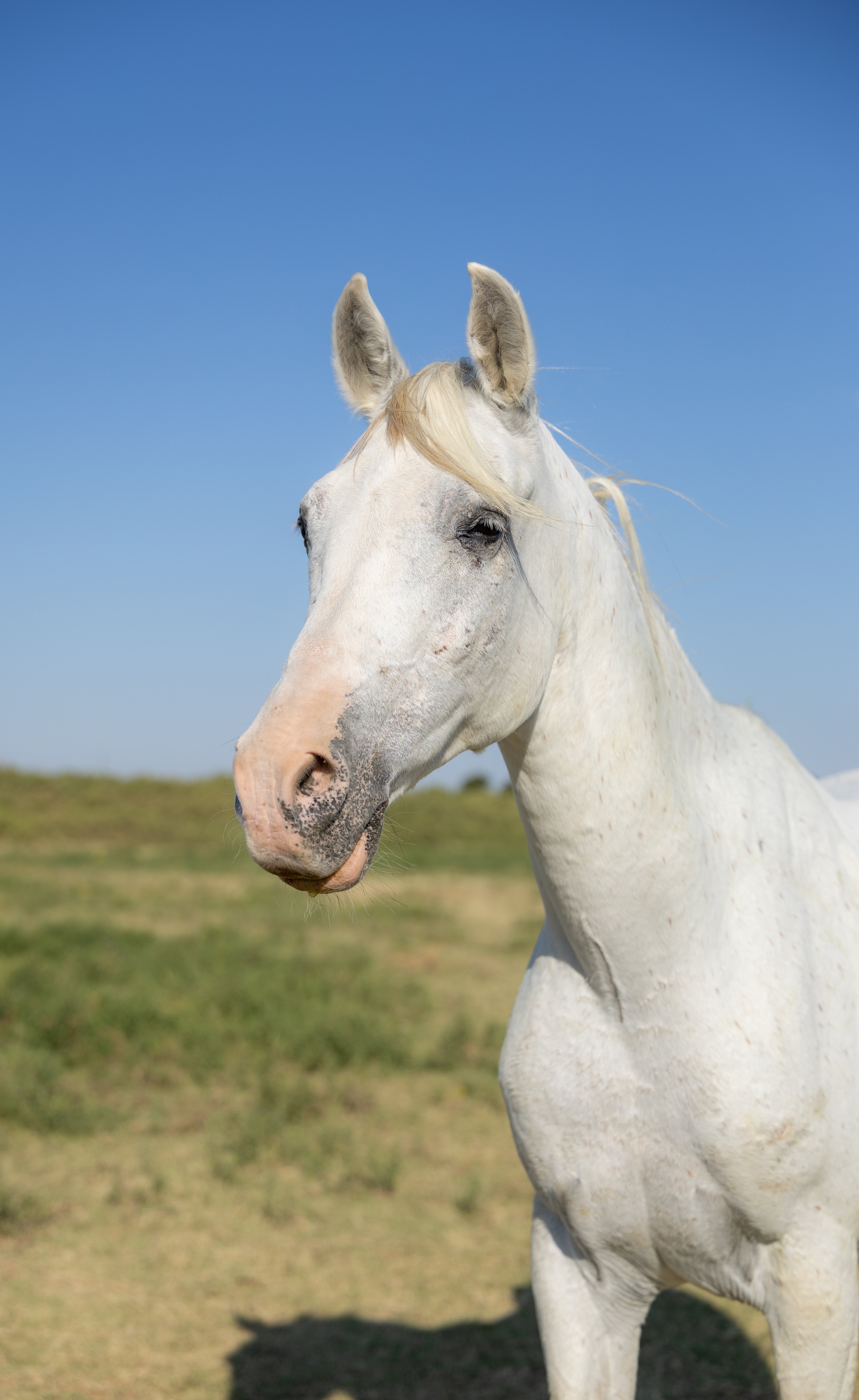 Shadowfax