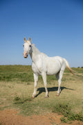 Shadowfax