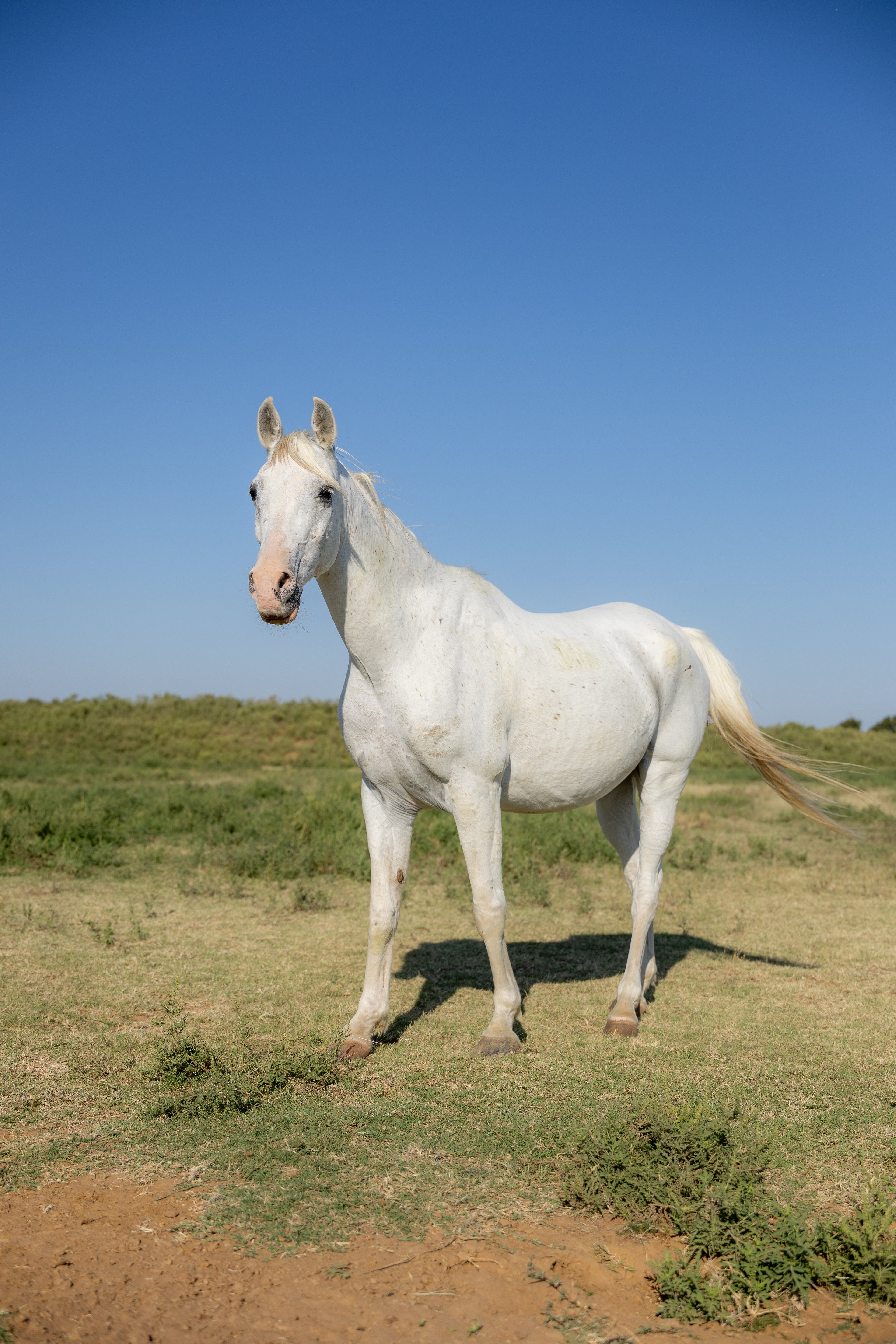 Shadowfax
