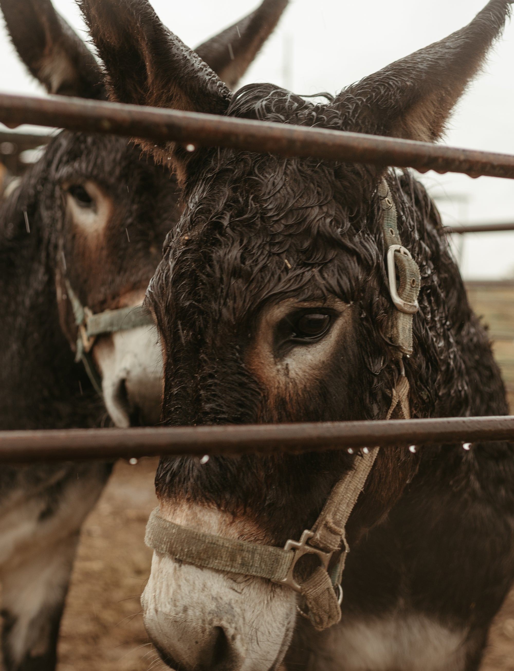 SPONSOR THE RESCUE OF A DONKEY