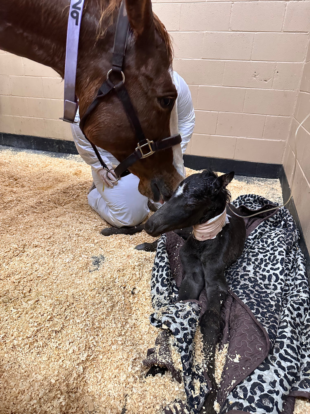 The Lucky Horseshoe Hat — April Drop