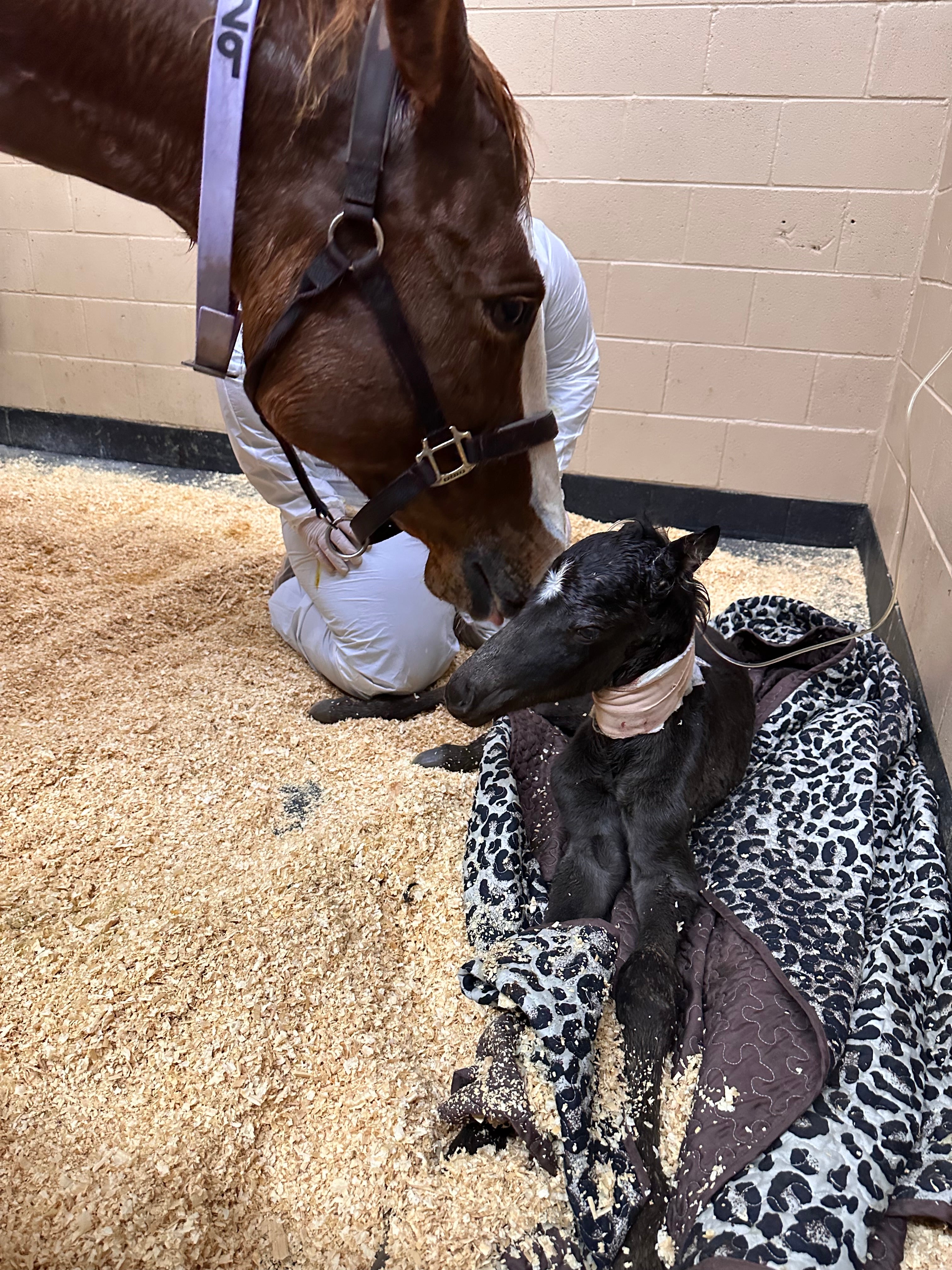 The Lucky Horseshoe Hat — April Drop