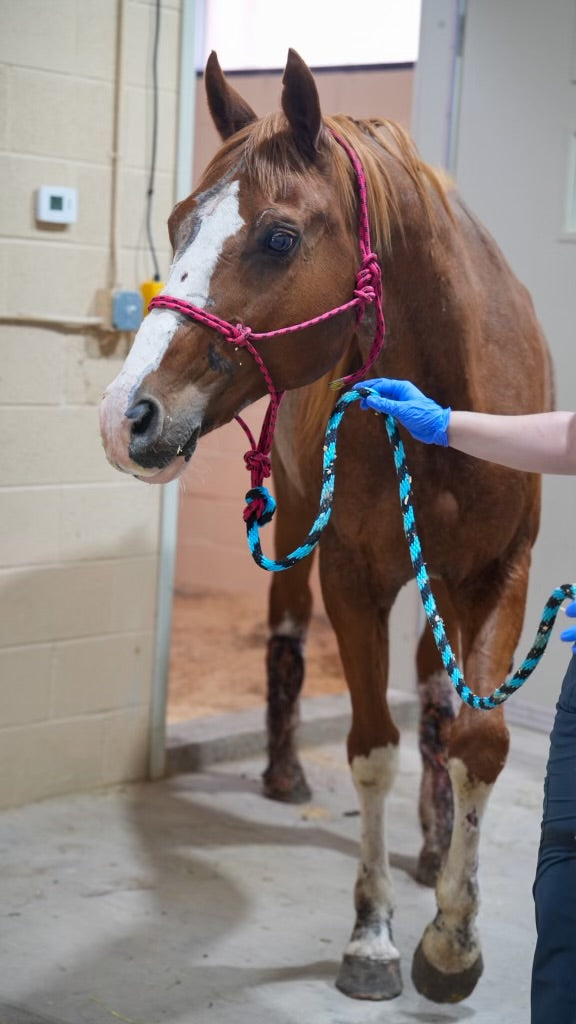 Urgent Fundraiser for the Vet Clinic Property