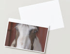 ASIAB ‘ Eye See You’ | Set of 5 Blank Cards