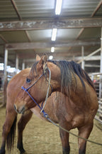 Lola : part of the blind herd