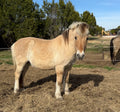 Cedrick