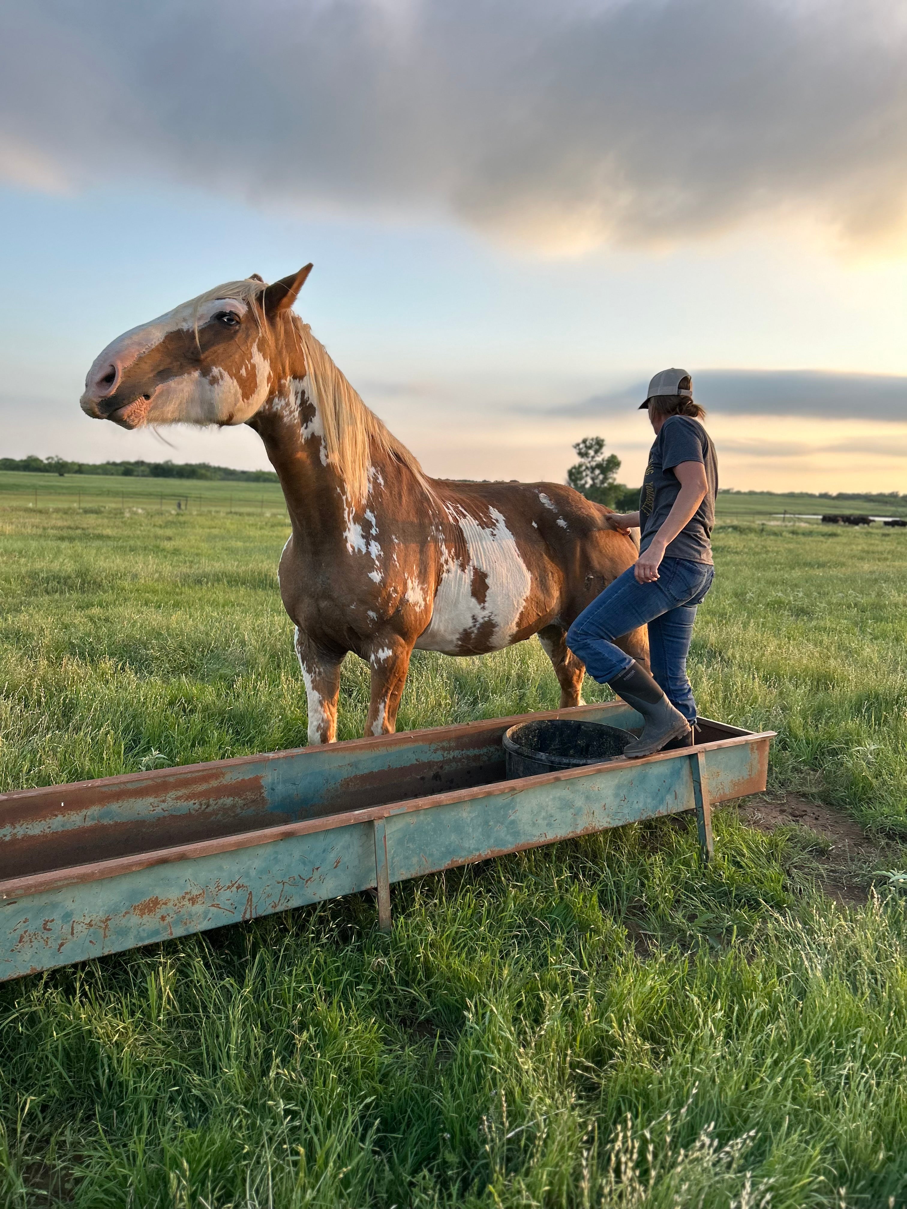 The Lincoln Tote — I Bucking Love Horses