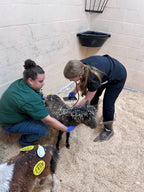 Urgent Fundraiser for the Vet Clinic Property