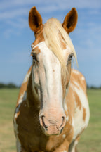 The Lincoln Tote — I Bucking Love Horses