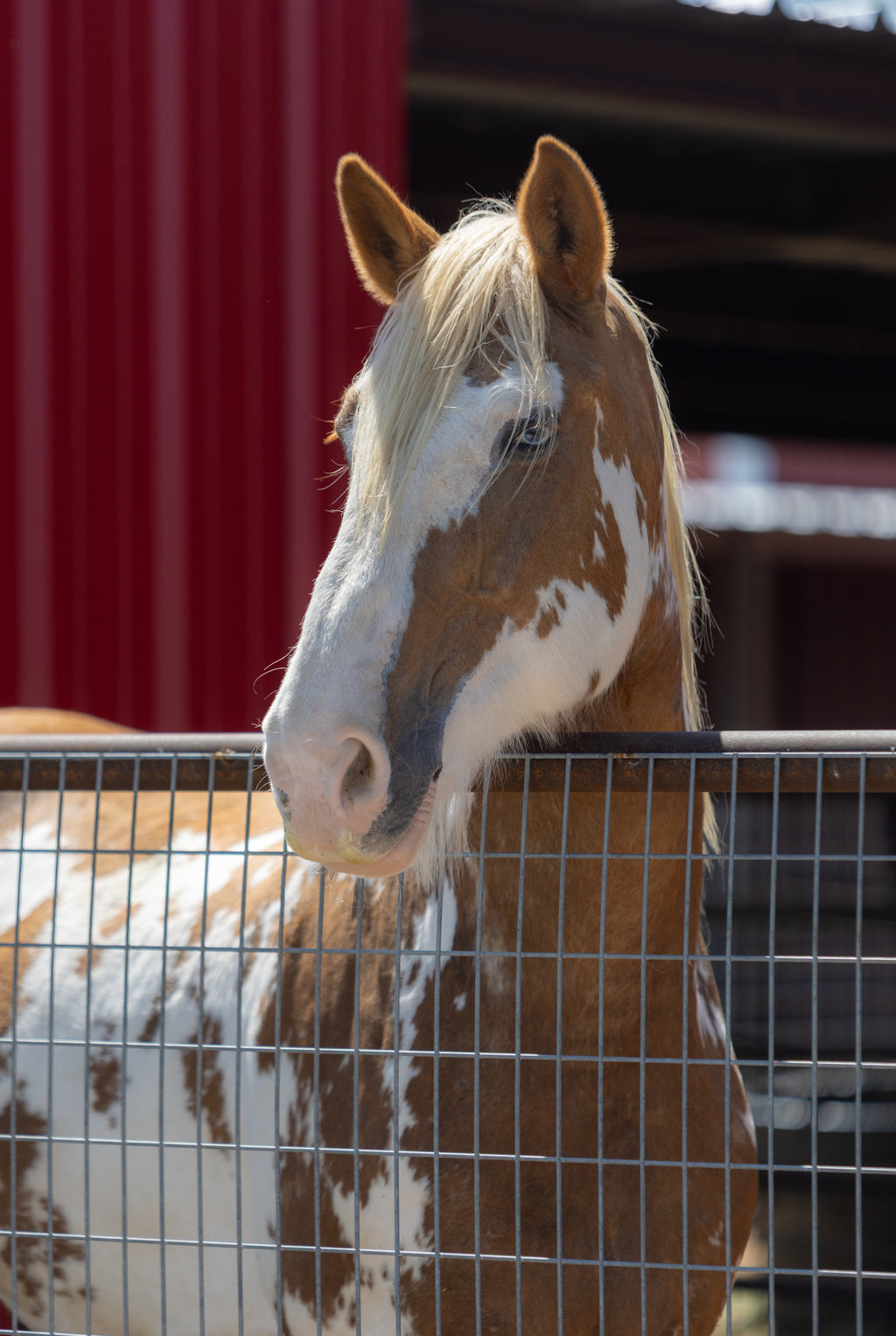 The Lincoln Tote — I Bucking Love Horses