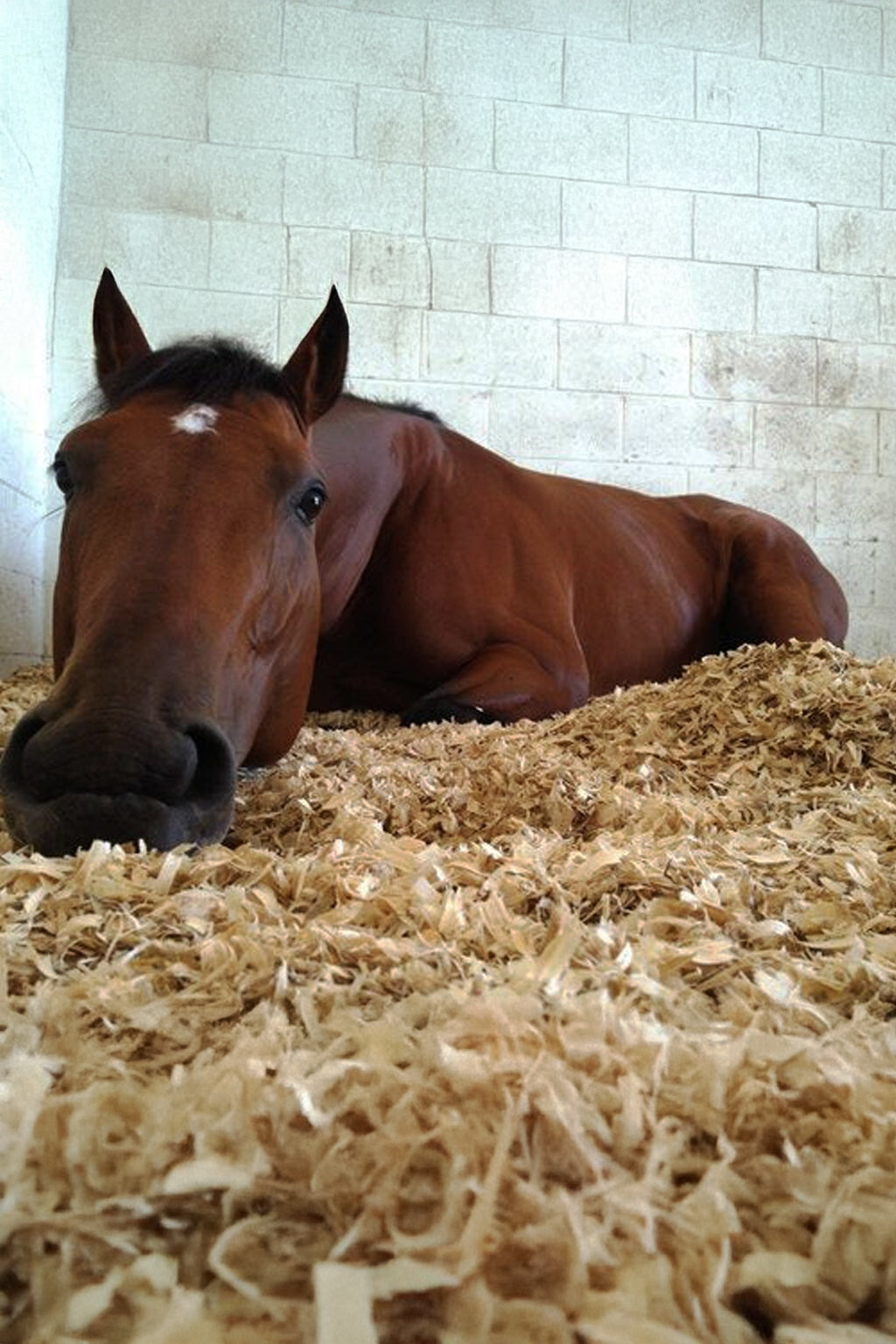 Shavings for a Horse/Donkey