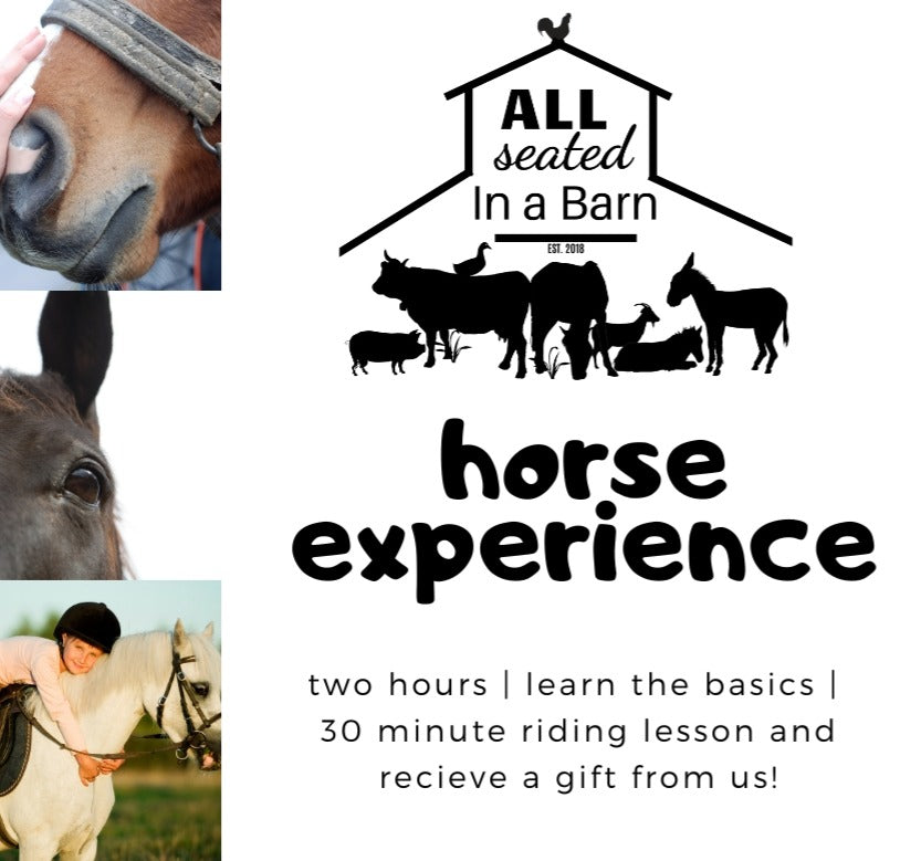 Horse Experience image 0