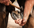 SPONSOR A HOOF TRIM image 0