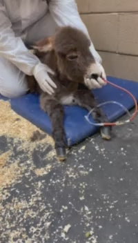 Urgent Fundraiser for the Vet Clinic Property