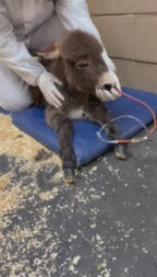 Urgent Fundraiser for the Vet Clinic Property