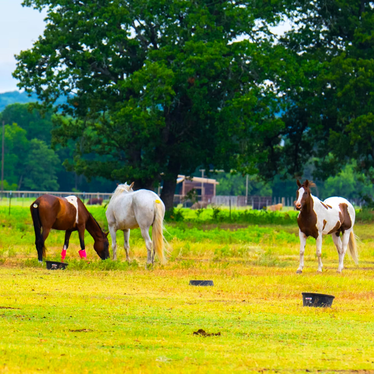 Adopt – All seated in barn